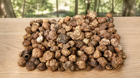 Guide de Tuber borchii
