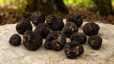 Truffe de Bagnoli (Tuber mesentericum) : Saison, arôme et identification