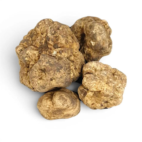 Espèces de Truffes fraîches et disponibilité saisonnière