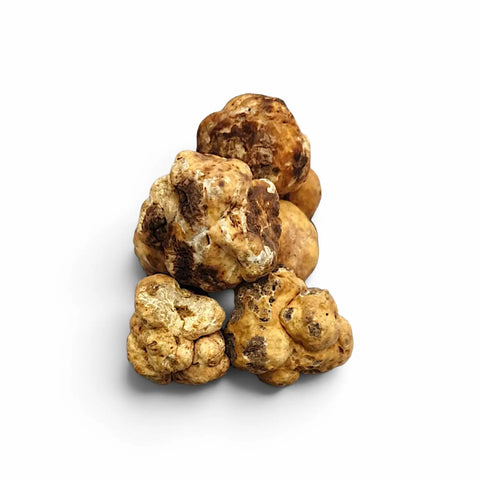 Truffes blanches de printemps – Tuber borchii