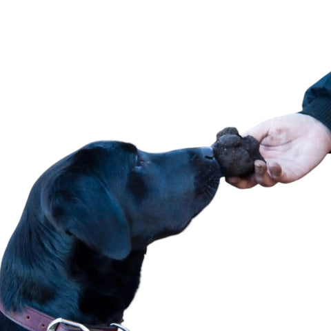 Produits et kits de dressage à la Truffe pour chiens