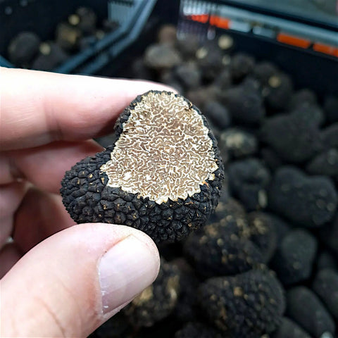 Truffe d'été coupée, révélant son intérieur naturellement marbré