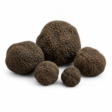 Truffe d’été fraîche – Tuber aestivum (catégorie EXTRA)