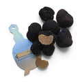 Truffes fraîches de catégorie A Tuber aestivum : spécimens entiers, intérieur naturellement découpé et coupe-truffe