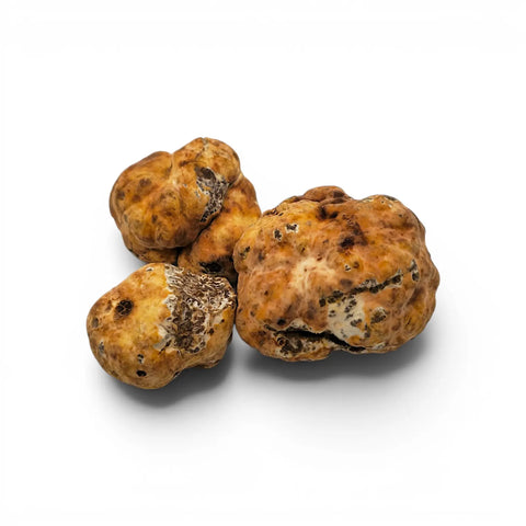 Truffe Bianchetto fraîche – Tuber borchii (catégorie EXTRA)