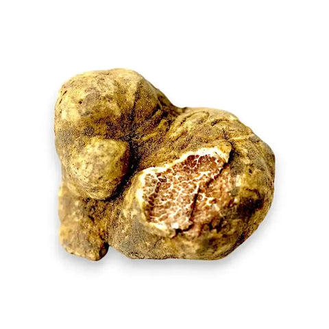 Grosses truffes blanches fraîches Tuber magnatum présentant leur couleur extérieure naturelle et leur marbrure intérieure d'origine