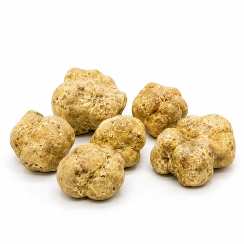 Truffe blanche fraîche Tuber magnatum – Gros calibre