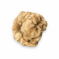 Grosse truffe blanche fraîche Tuber magnatum à la surface ocre clair naturelle