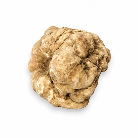 Grosse truffe blanche fraîche Tuber magnatum à la surface ocre clair naturelle
