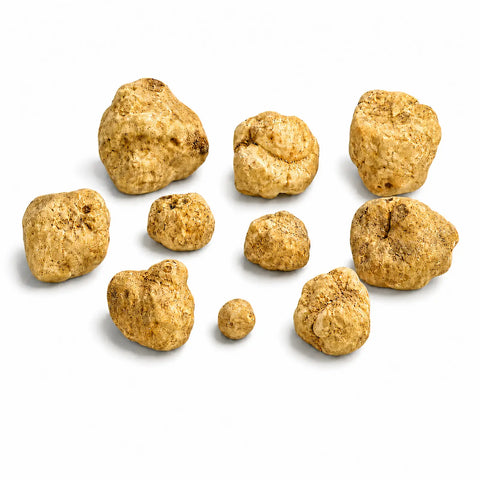 Truffe blanche fraîche Tuber magnatum – Petit format