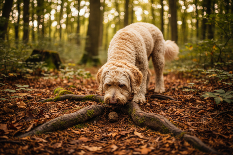 FAQ sur le dressage des chiens truffiers
