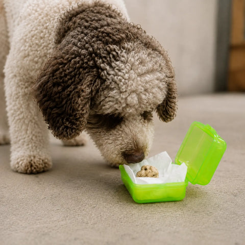 Chien truffier explorant un récipient fermé et ventilé contenant du matériel d'entraînement olfactif Tuber magnatum